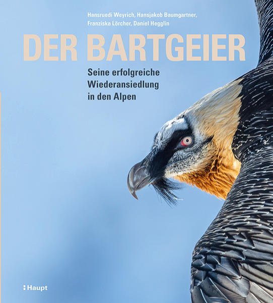 Bild zu Der Bartgeier