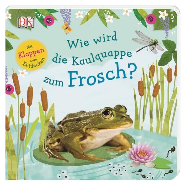 Bild zu Wie wird die Kaulquappe zum Frosch?