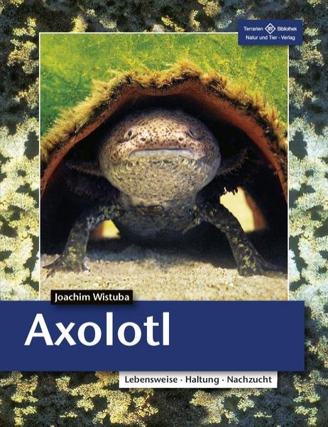 Bild zu Axolotl