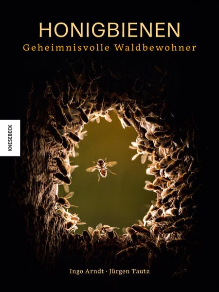 Bild zu Honigbienen - geheimnisvolle Waldbewohner