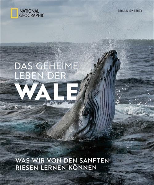 Bild zu Das geheime Leben der Wale