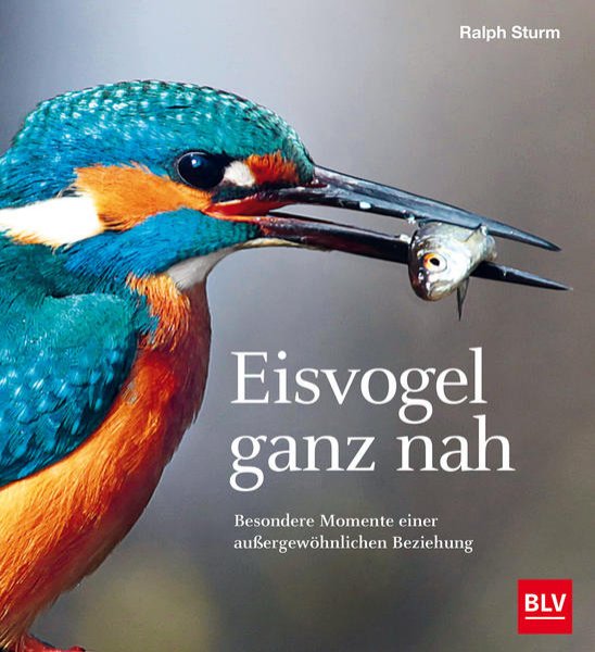 Bild zu Eisvogel ganz nah